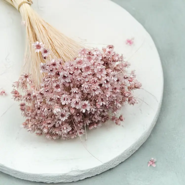 Glixia Jasny róż Pastelowy róż gliksja suszona kwiaty suszone bukiet 50g_F40 3.png