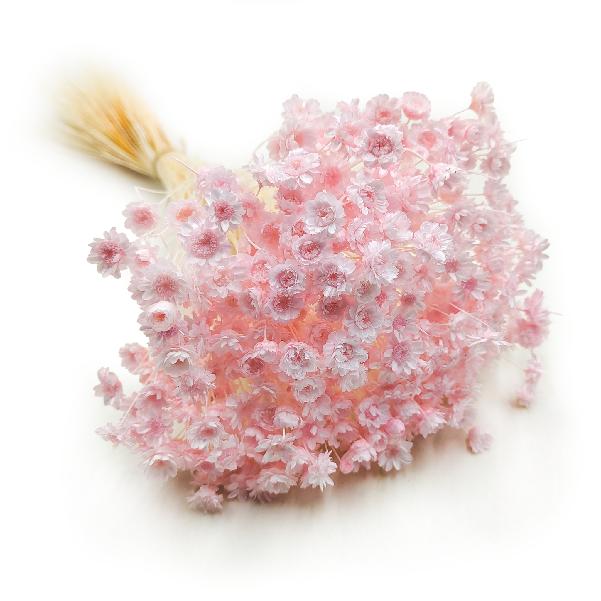 Glixia Séchée – (Comanthera, Glixia Marcela) – Rose Clair