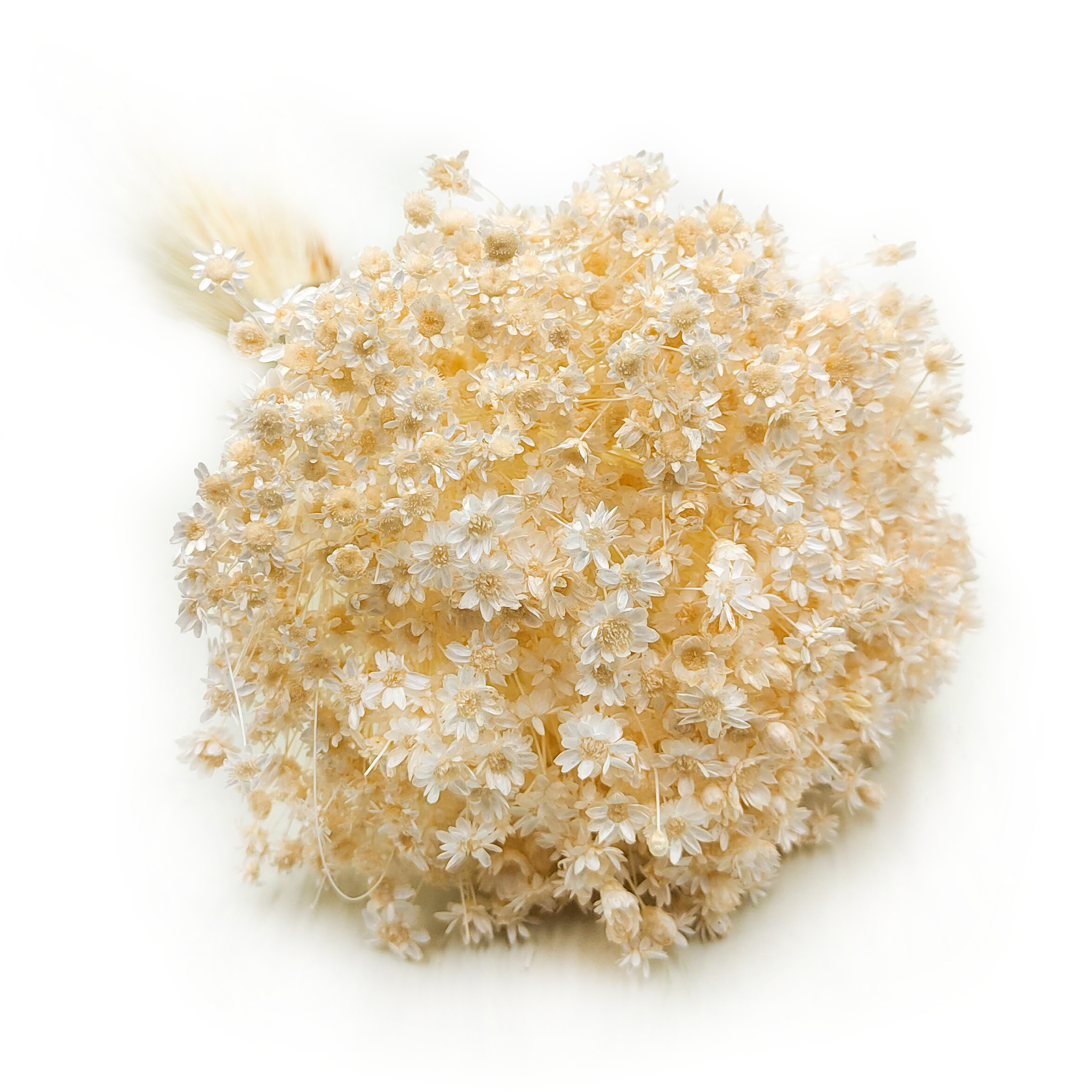 Glixia Séchée – (Comanthera, Glixia Marcela) – Crème