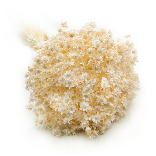 Glixia Kremowa gliksja suszona kwiaty suszone bukiet 50g_F10 5.png