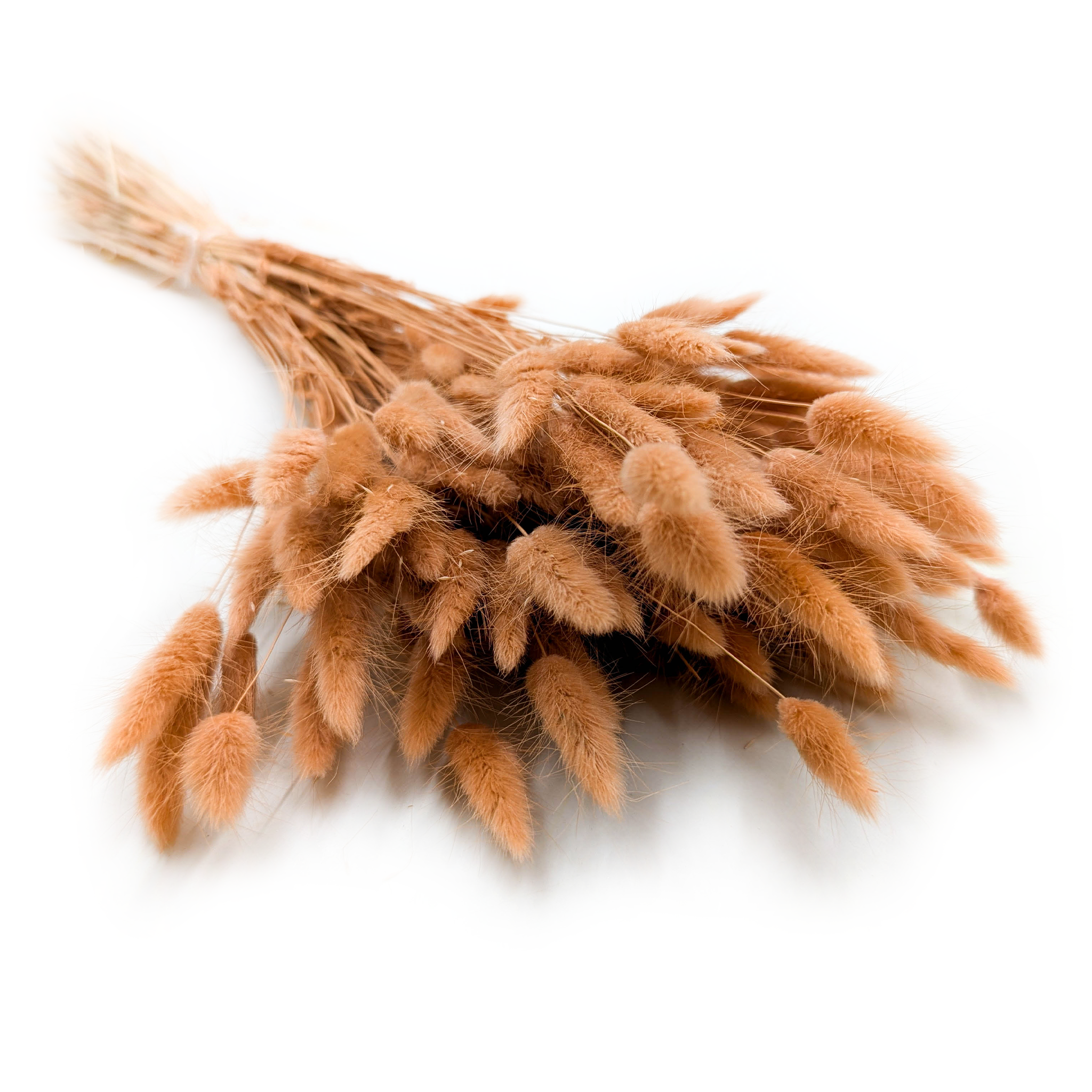 Lagurus séchée – Queue-de-lièvre – Noisette