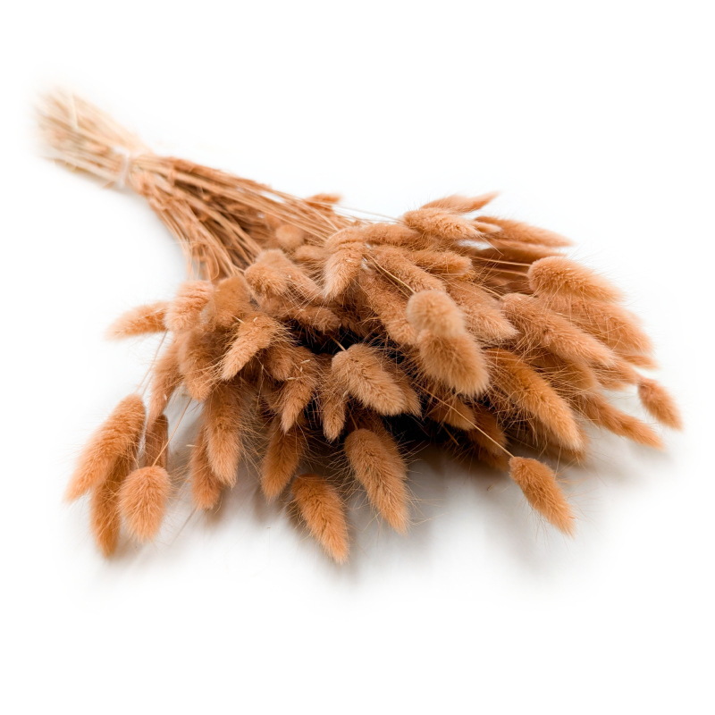 Lagurus dmuszek jajowaty suszony Orzechowy.png