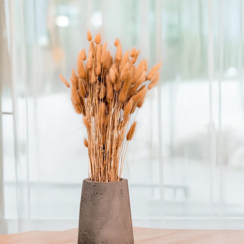 Lagurus dmuszek jajowaty suszony Orzechowy 1.png