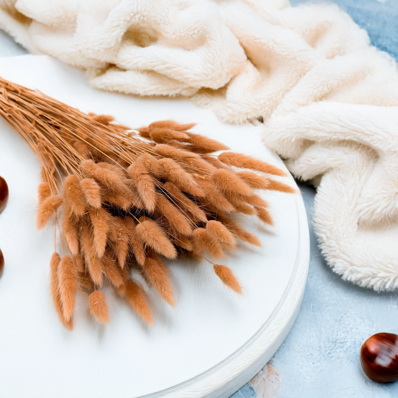 Lagurus dmuszek jajowaty suszony Orzechowy 6.png