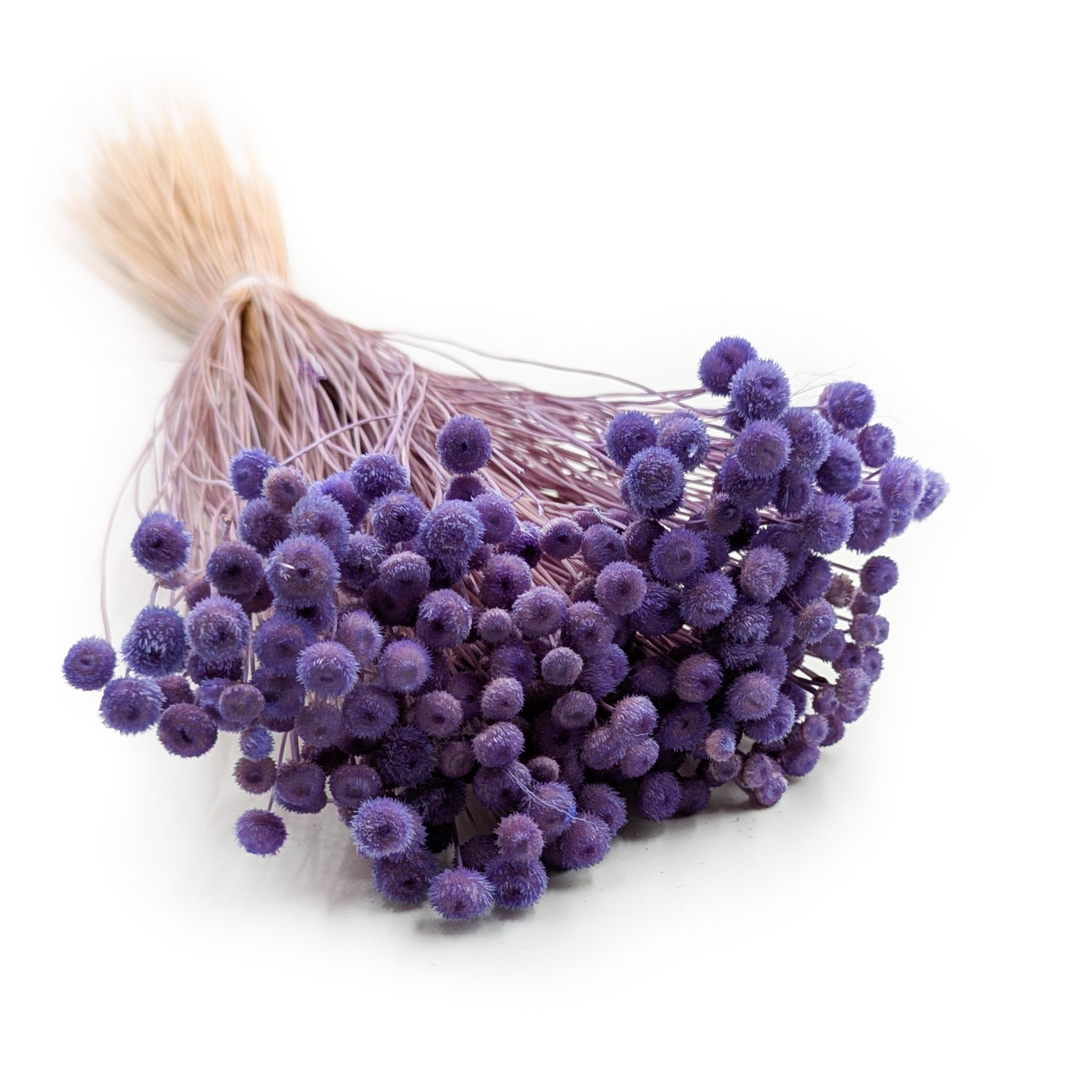 Botao Amarelino – (Amarelinho) – Lavande