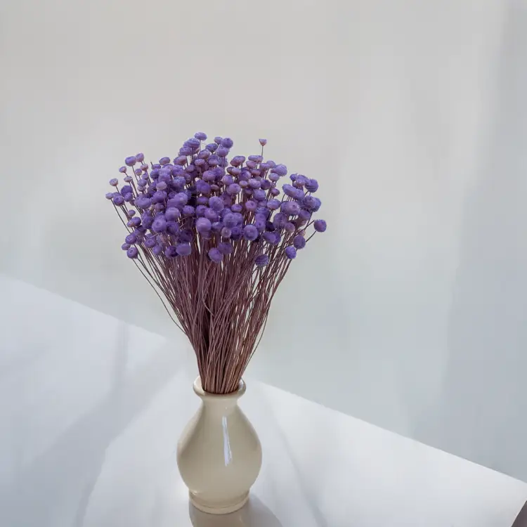 Amarelino Lawenda 3.png