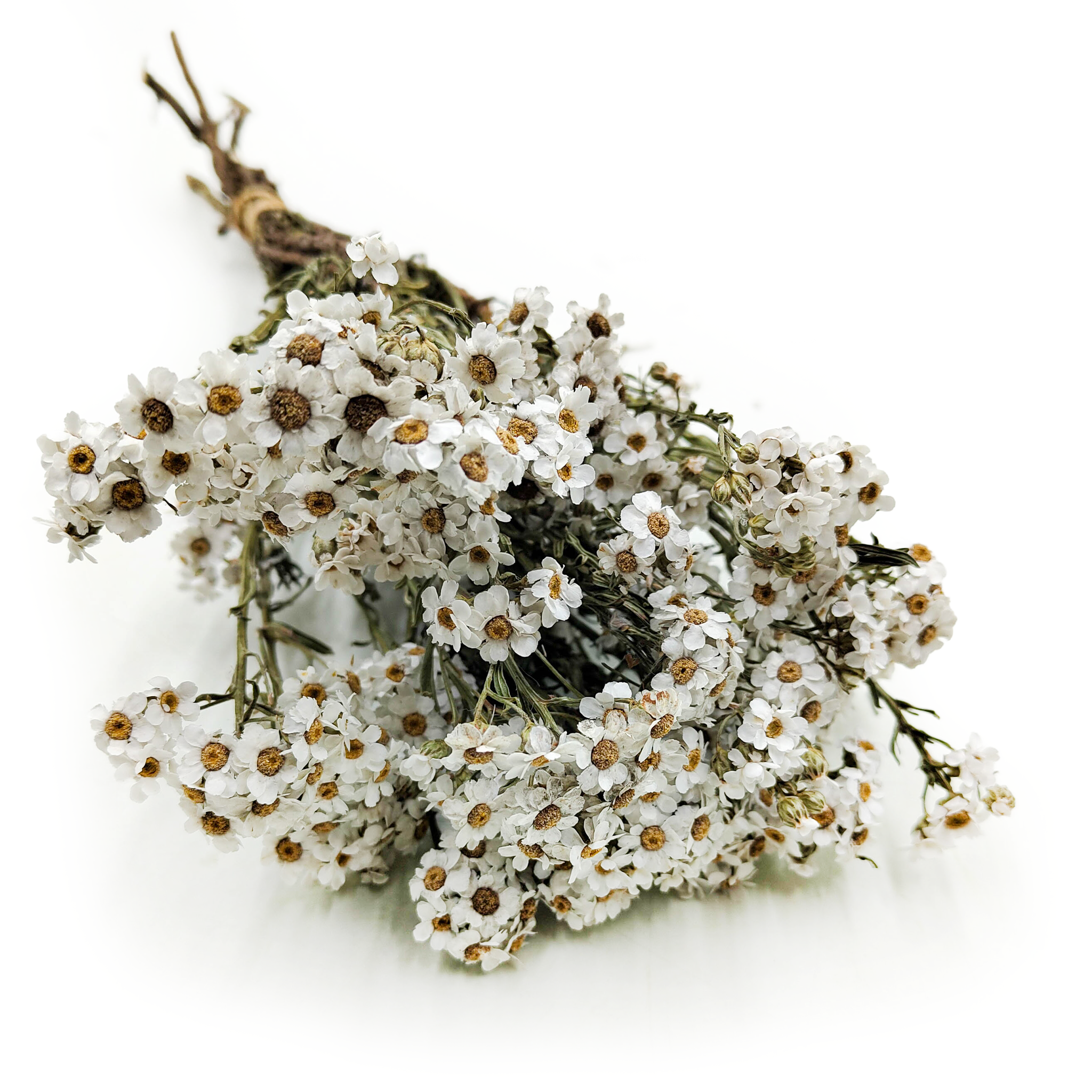 Oxodia Séchée – Blanche Naturelle