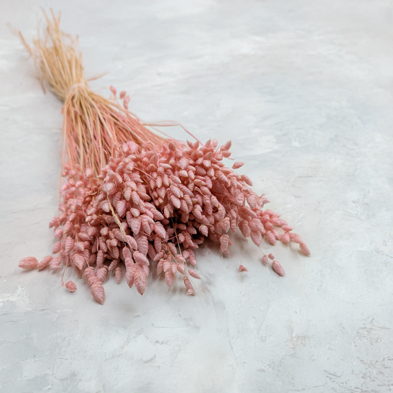 Briza Maxima różowa.png