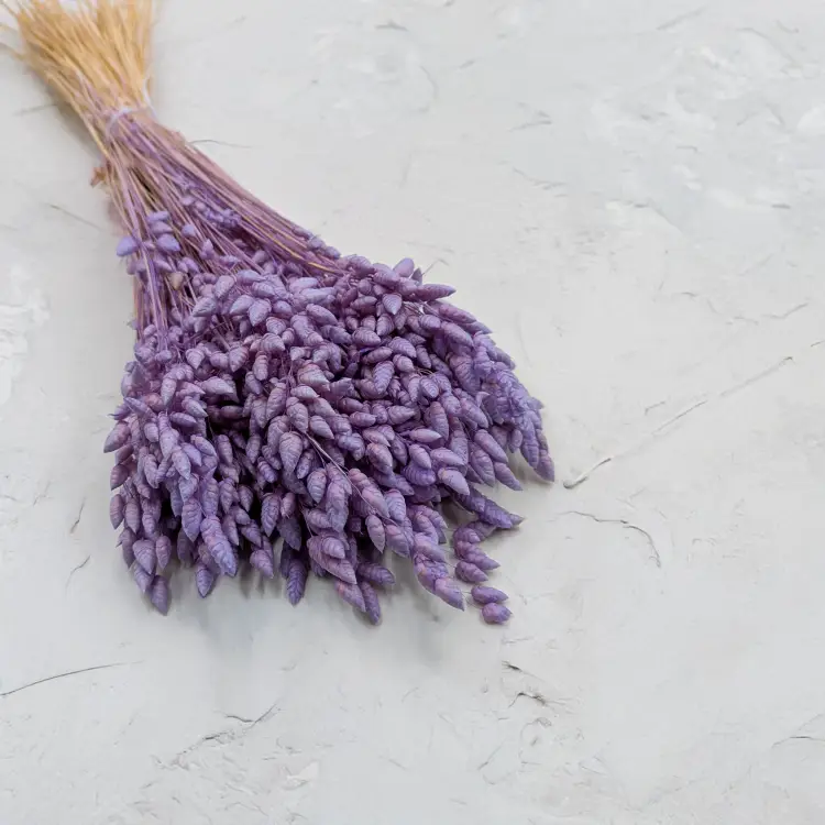 Briza Maxima lawendowa.png