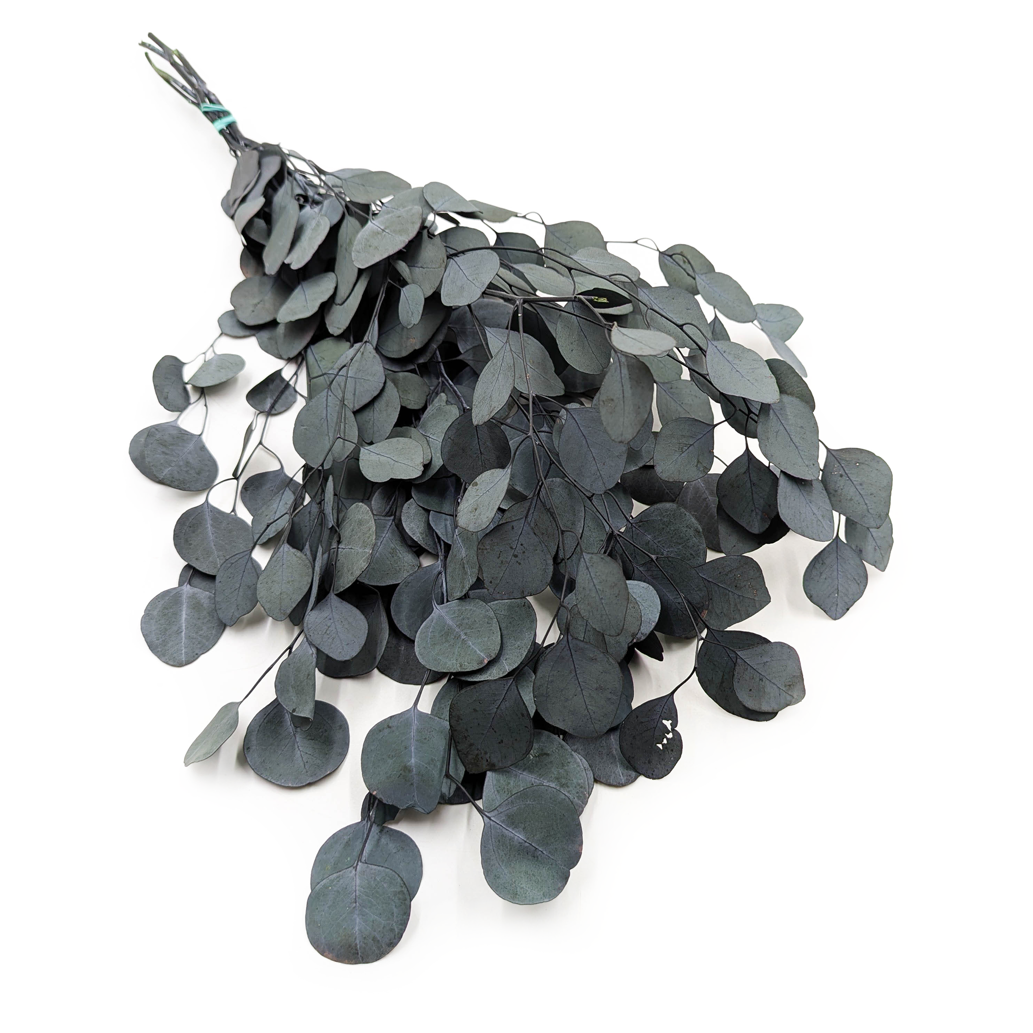 Eucalyptus stabilisé – Populus – Vert