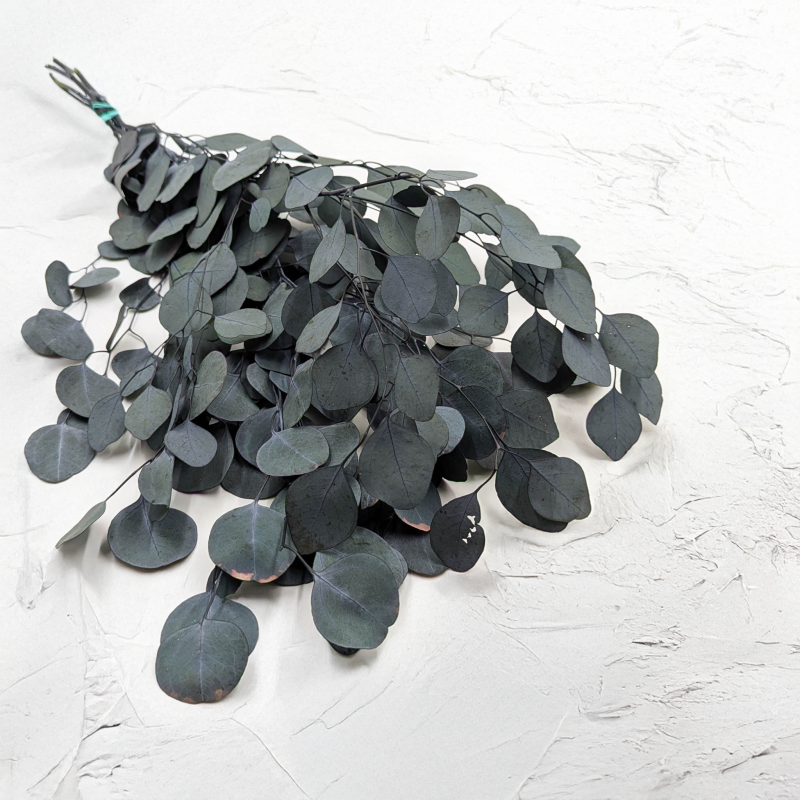 Eukaliptus Populus zielony.png