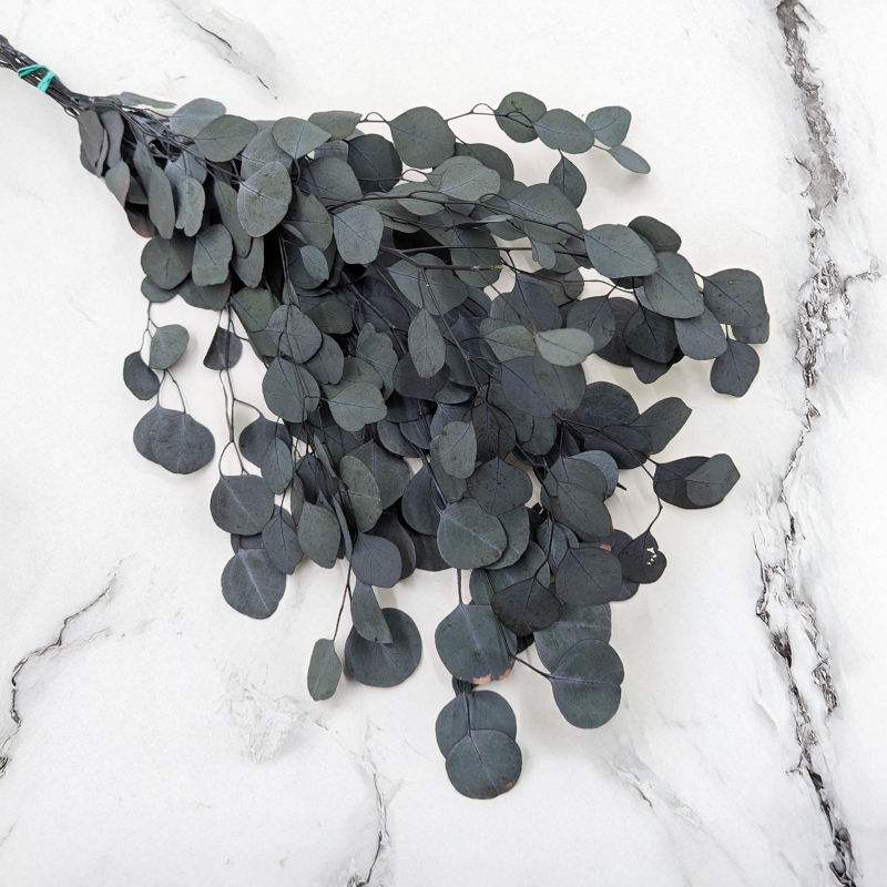 Eukaliptus Populus zielony 1.png