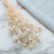 Nigella Biała 1.png