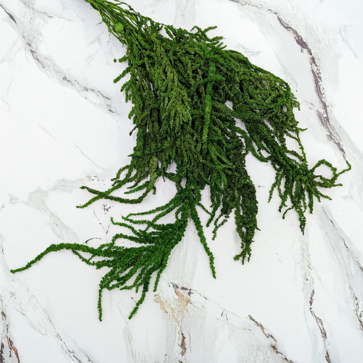 Szarłat zielony 1.png