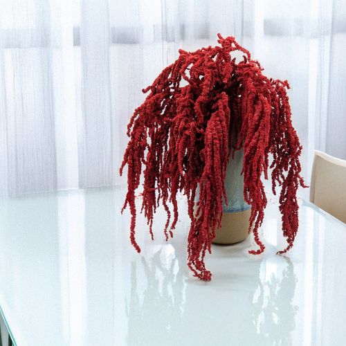 Szarłat czerwony 3.png