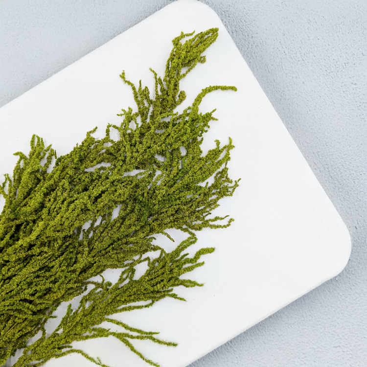 Szarłat Jasna zieleń 2.png