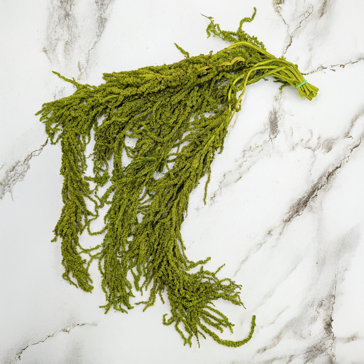 Szarłat Jasna zieleń 1.png