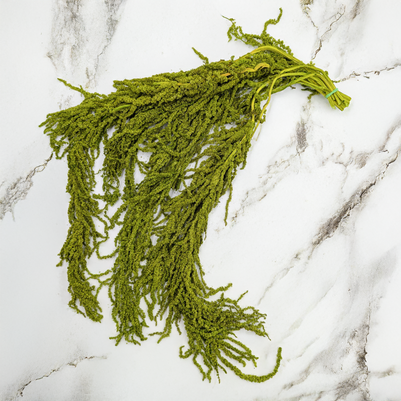 Szarłat Jasna zieleń 1.png