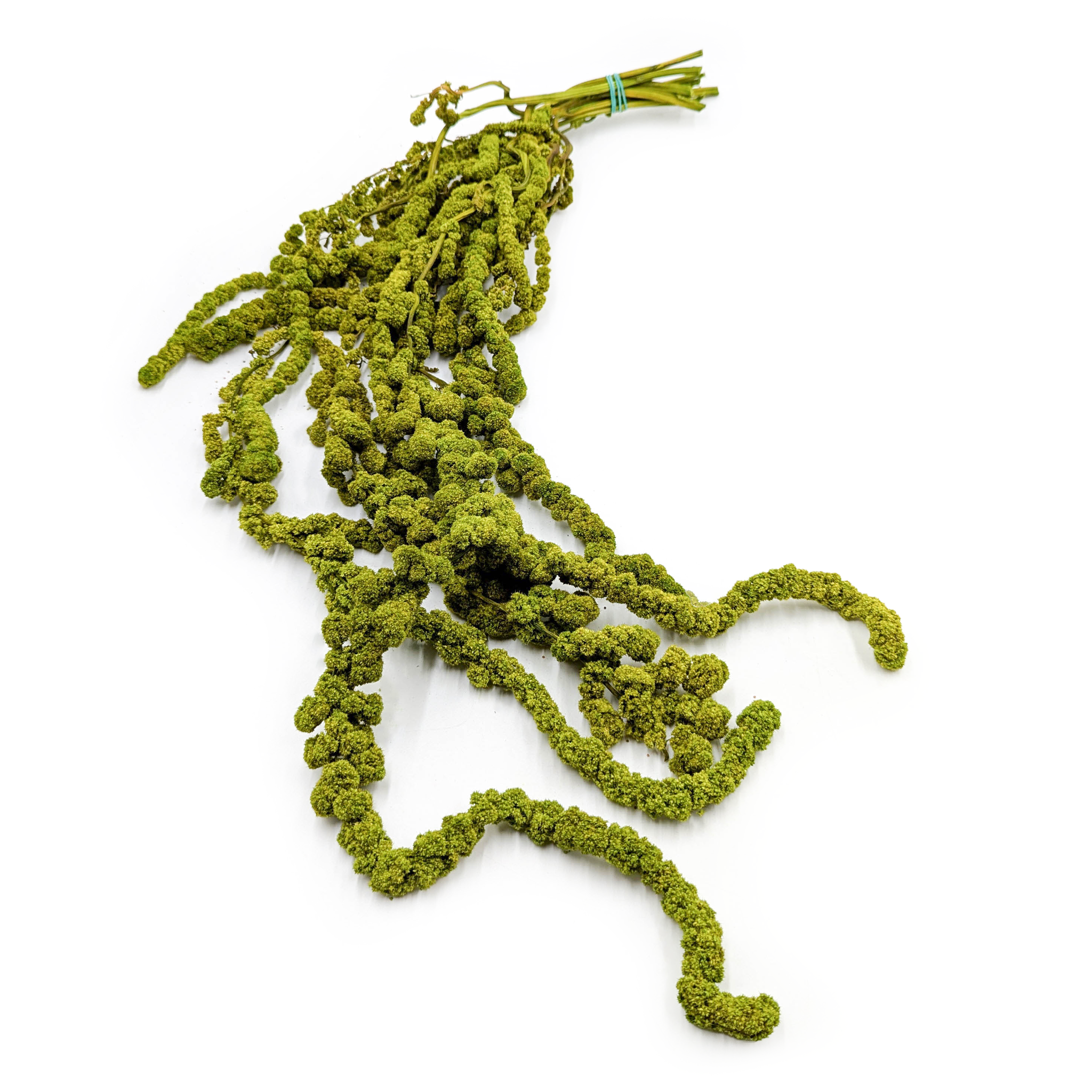 Amarante stabilisée – Vert clair