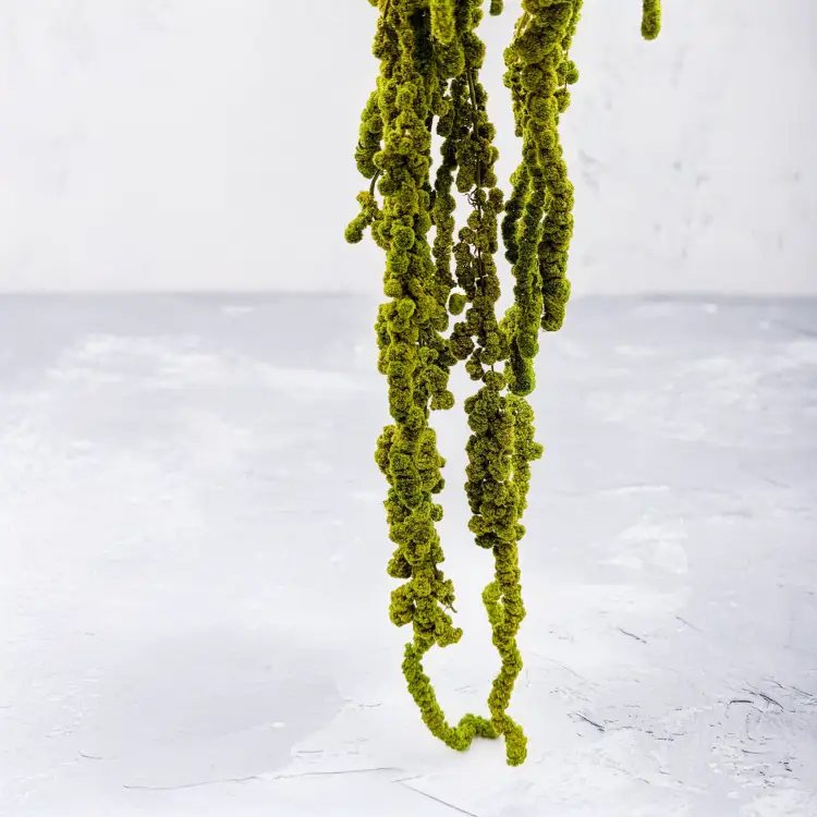 Szarłat Ball jasna zieleń 4.png