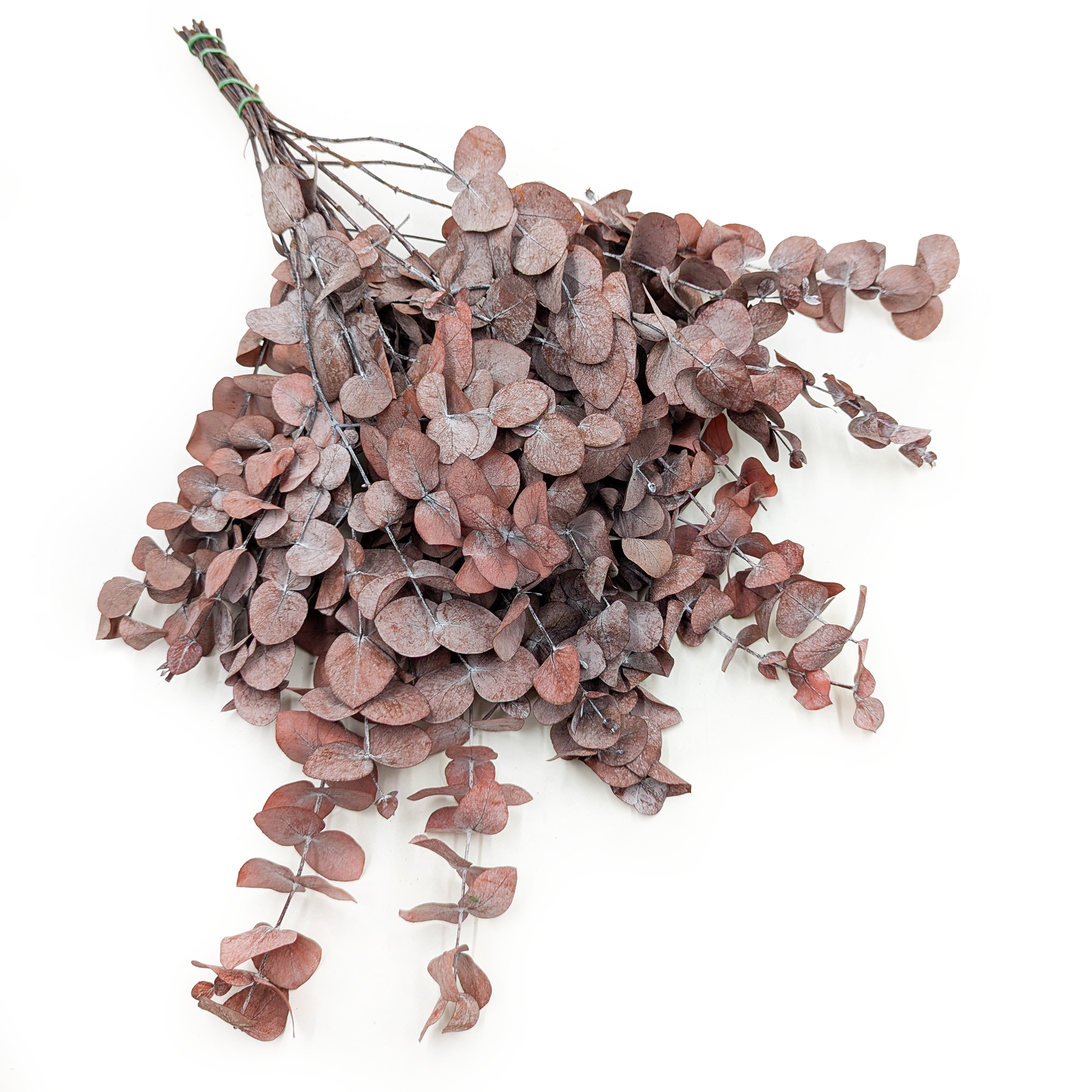 Eucalyptus stabilisé – Cinerea – Rouge