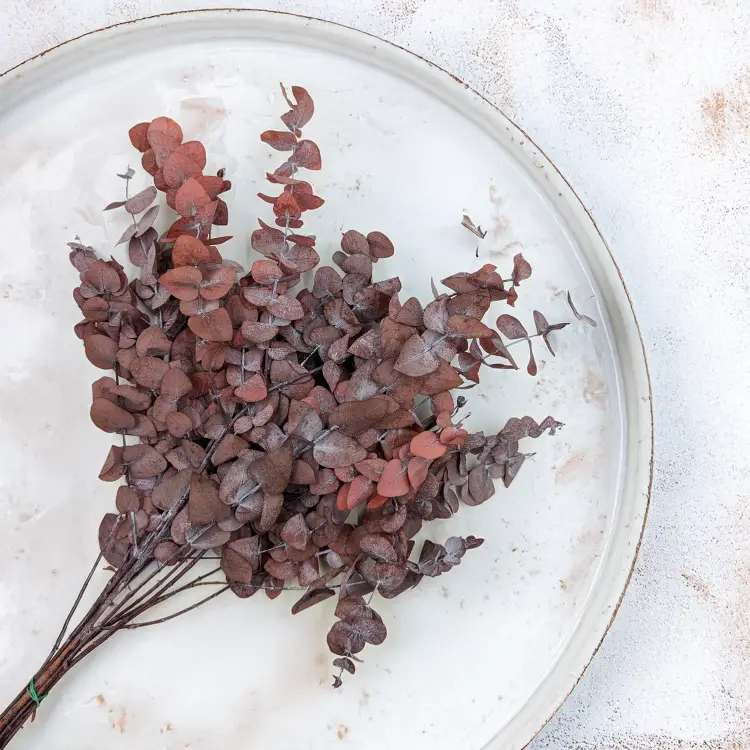 Eukaliptus Cinerea Czerwony 2.png