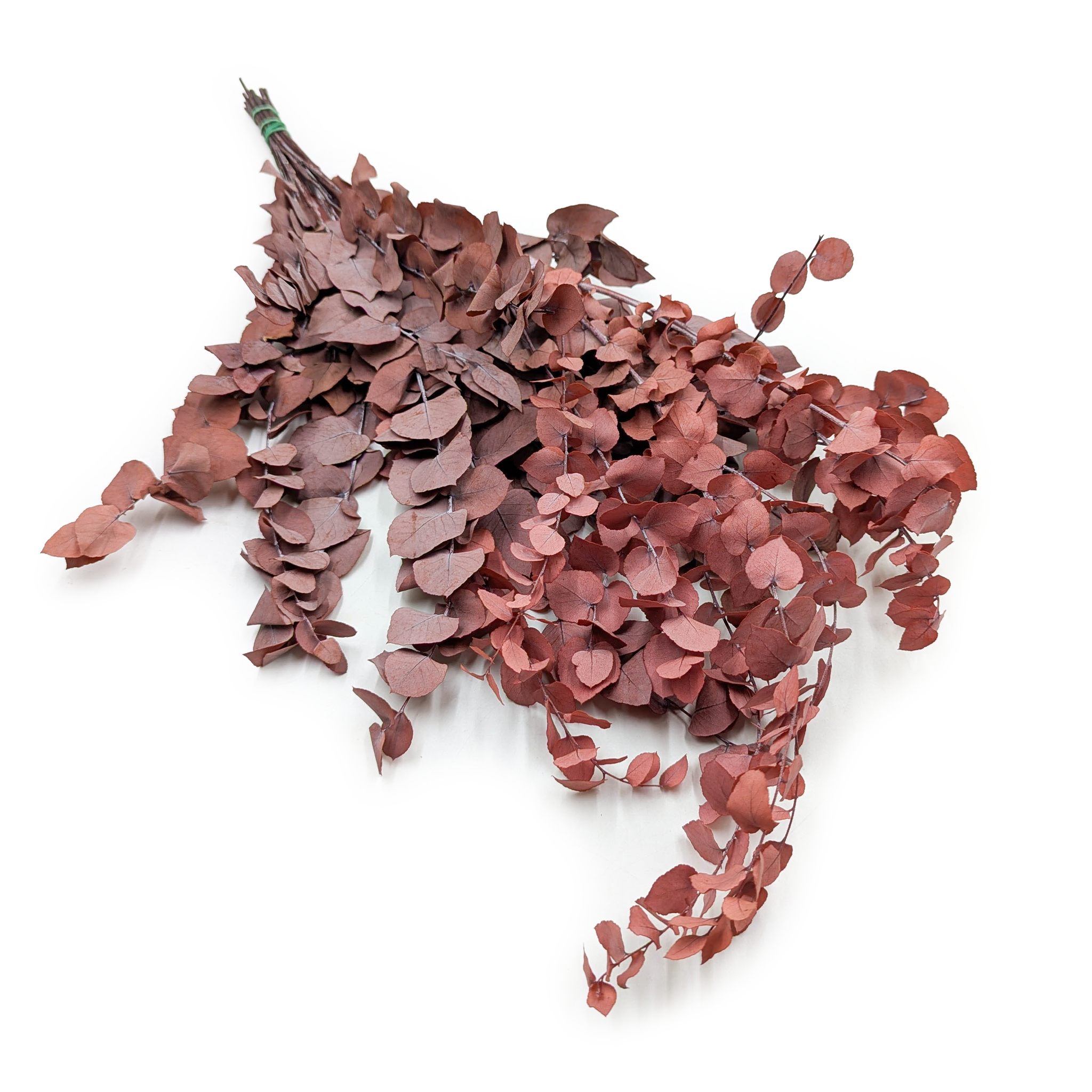 Eucalyptus stabilisé – Stuartiana – Rouge