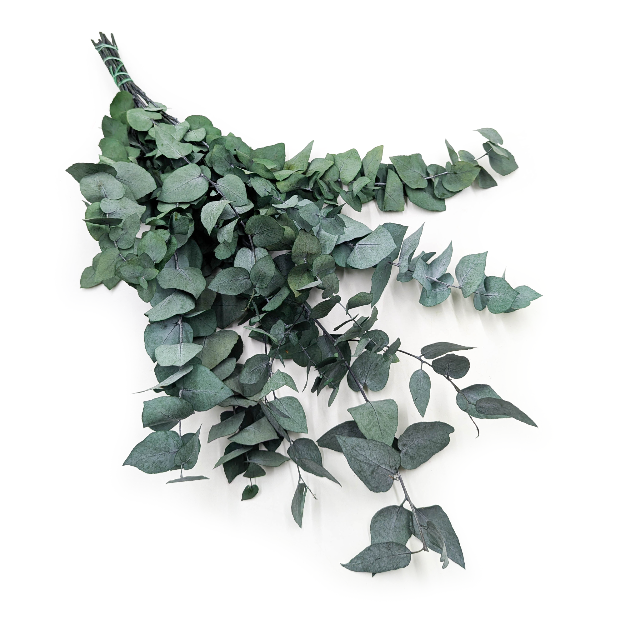 Eucalyptus stabilisé – Stuartiana – Vert