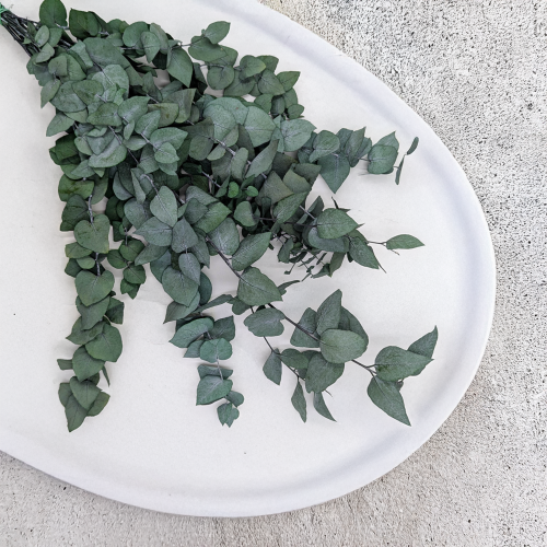 Eukaliptus Stuartiana zielony 1.png