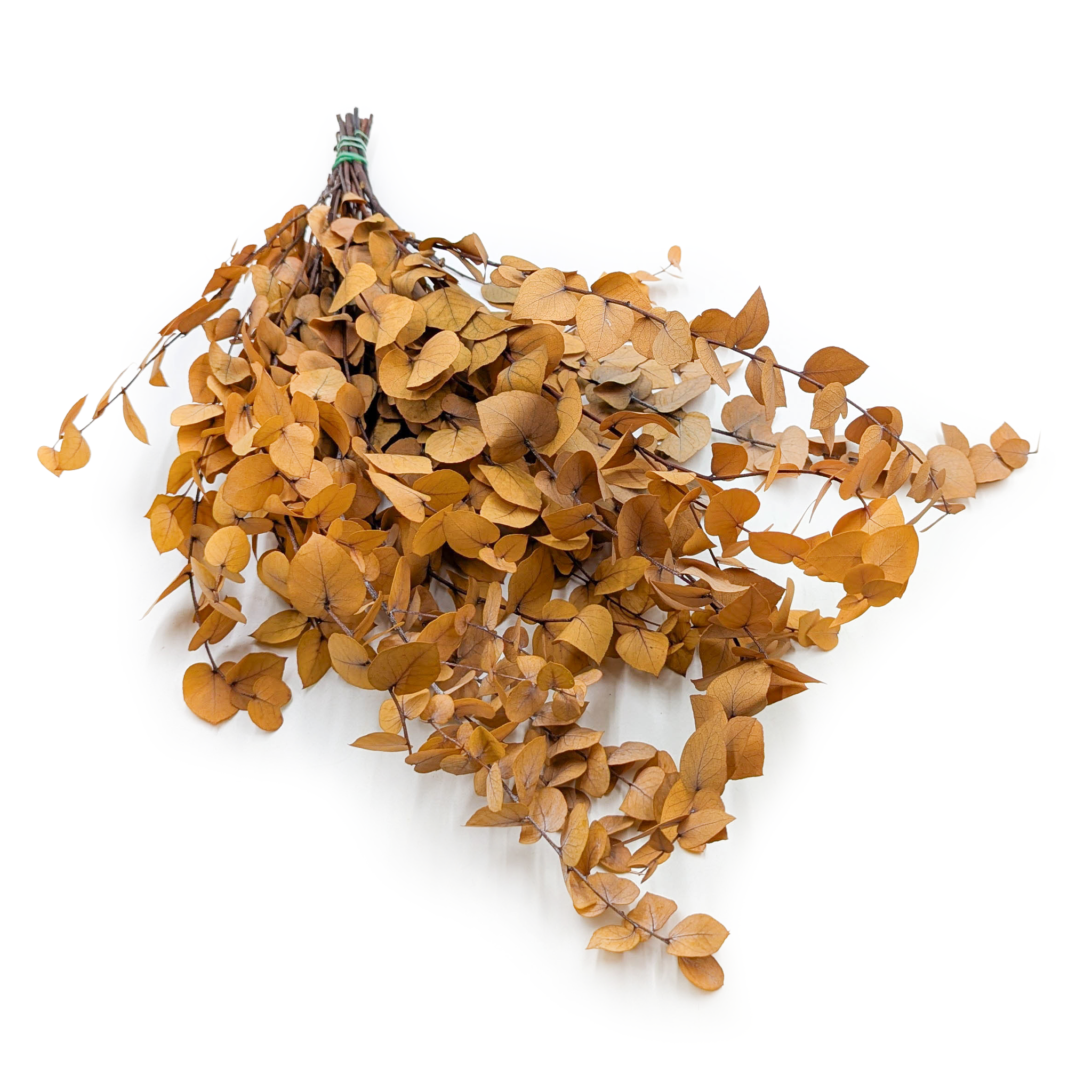 Eucalyptus Stabilisé – Stuartiana – Jaune Automnal