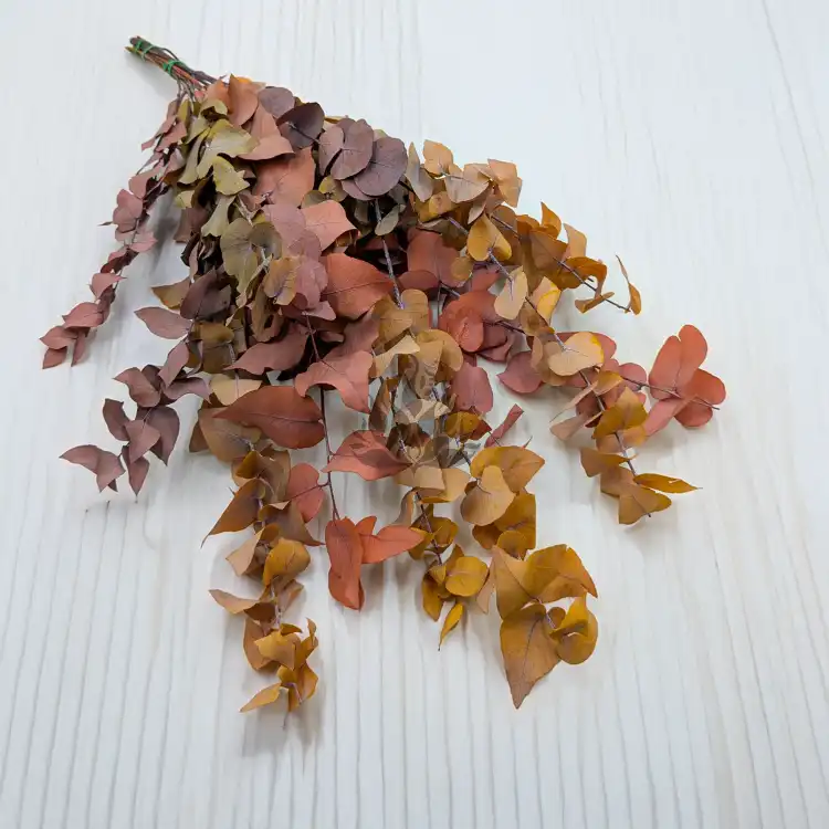 Eukaliptus Stuartiana jesinny MIX.png