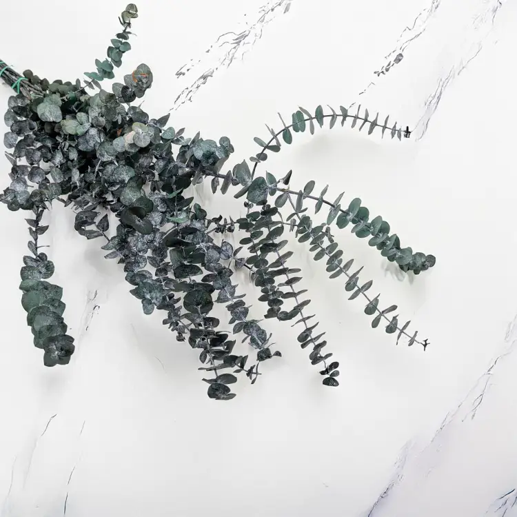 Eukaliptus Baby IT.png