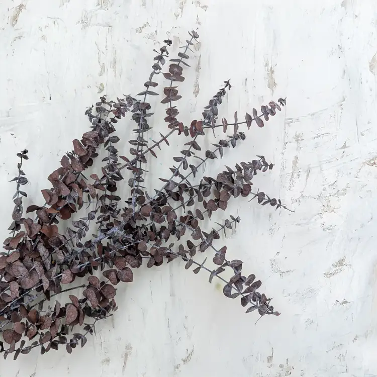 Eukaliptus Baby IT czerwony 2.png