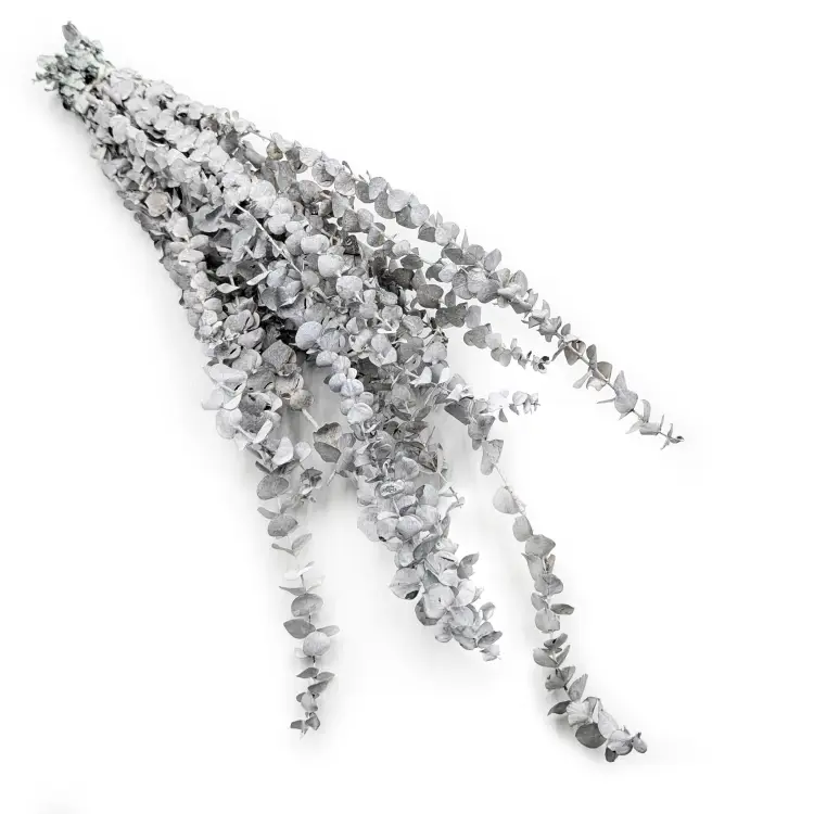 Eukaliptus baby Bielony Zielony.png