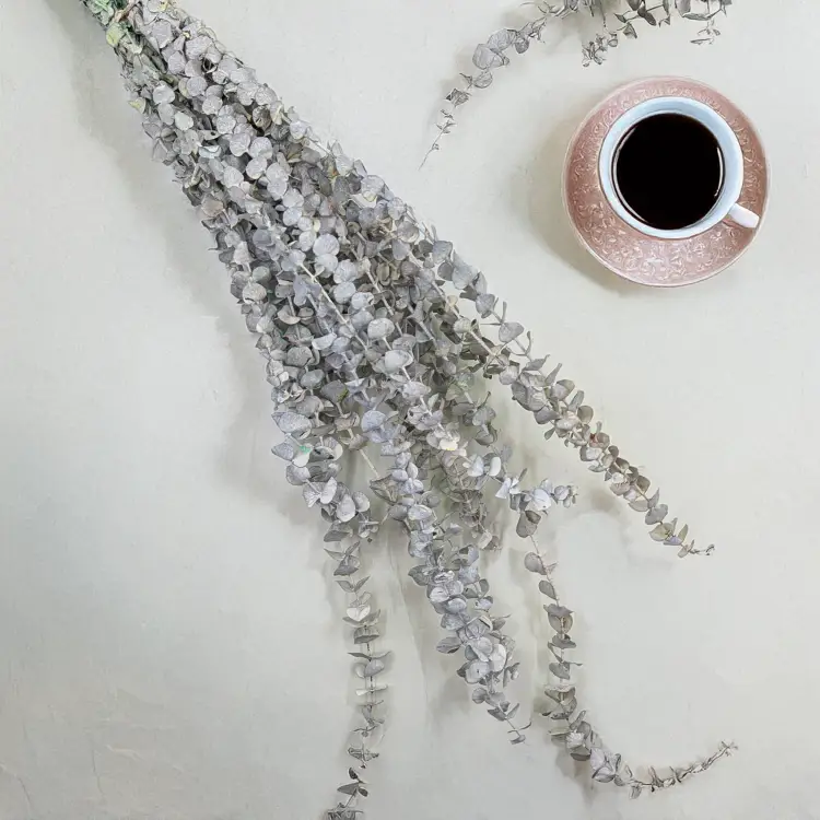 Eukaliptus Baby bielony 1.png