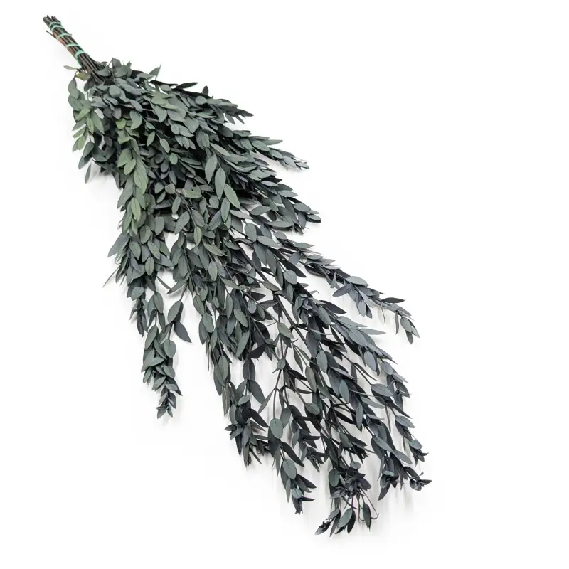 Eukaliptus Stabilizowany parvifolia Zielony.png