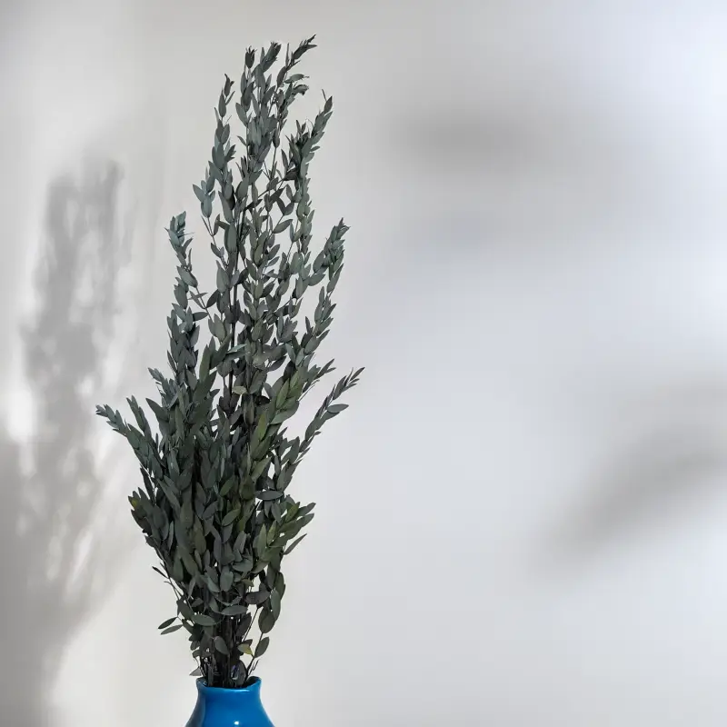 Eukaliptus Parvifolia Zielony 3.png