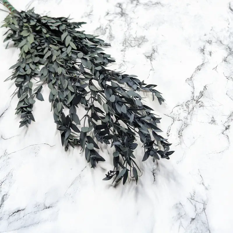 Eukaliptus Parvifolia Zielony.png