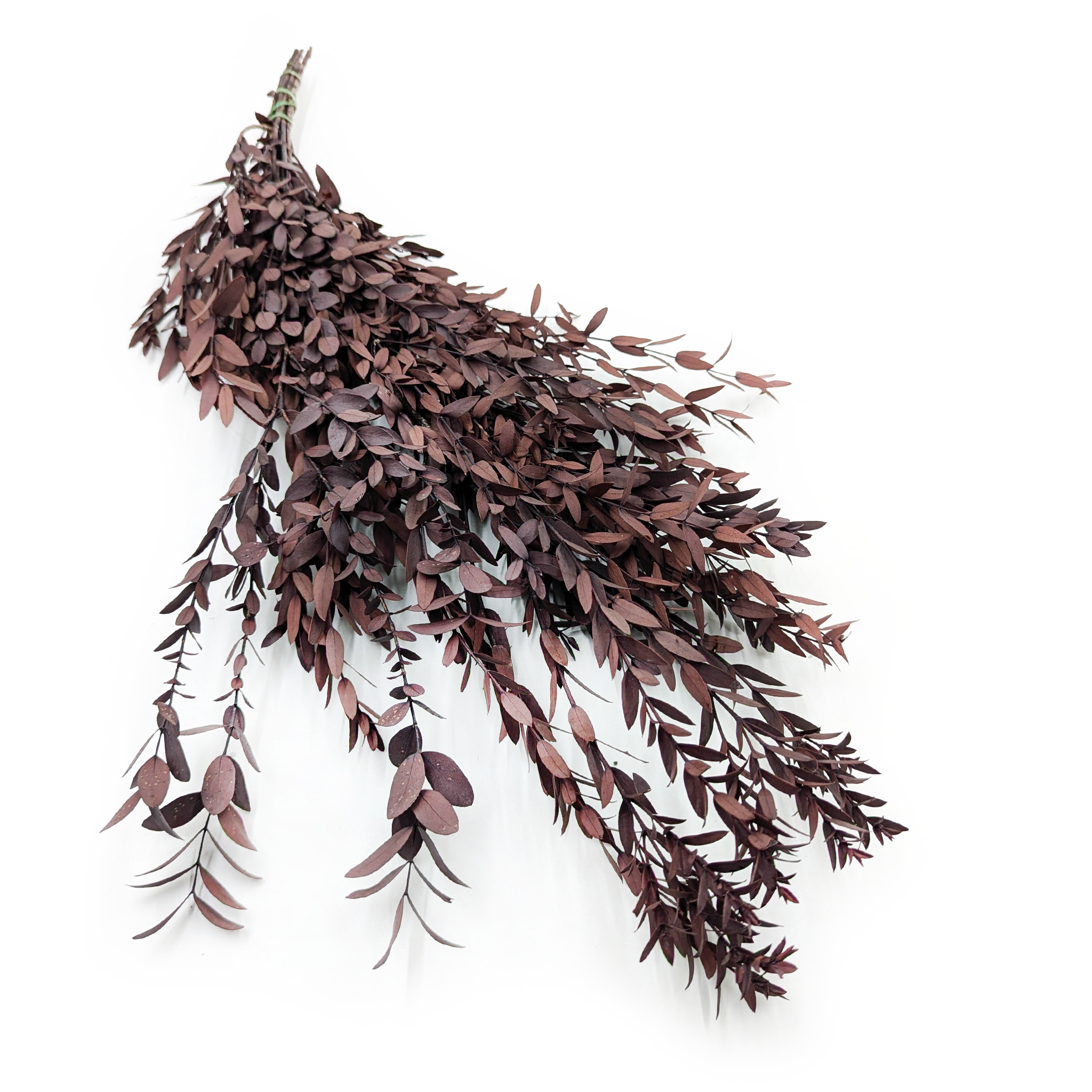 Eucalyptus stabilisé – Parvifolia – Rouge