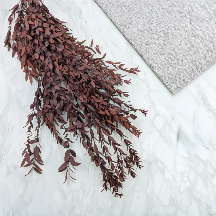 Eukaliptus Parvifolia Czerwony 1.png