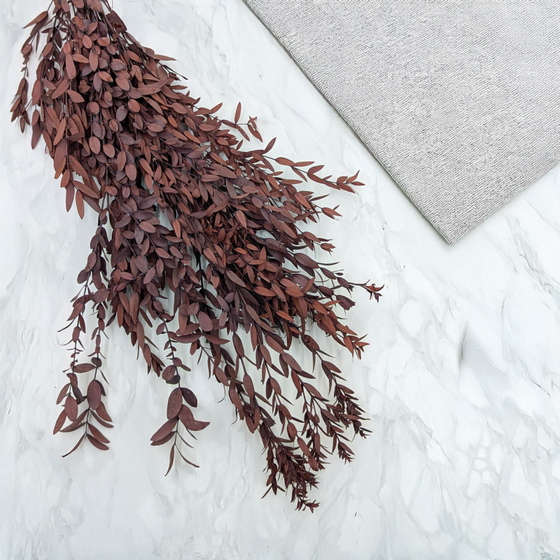 Eukaliptus Parvifolia Czerwony 1.png