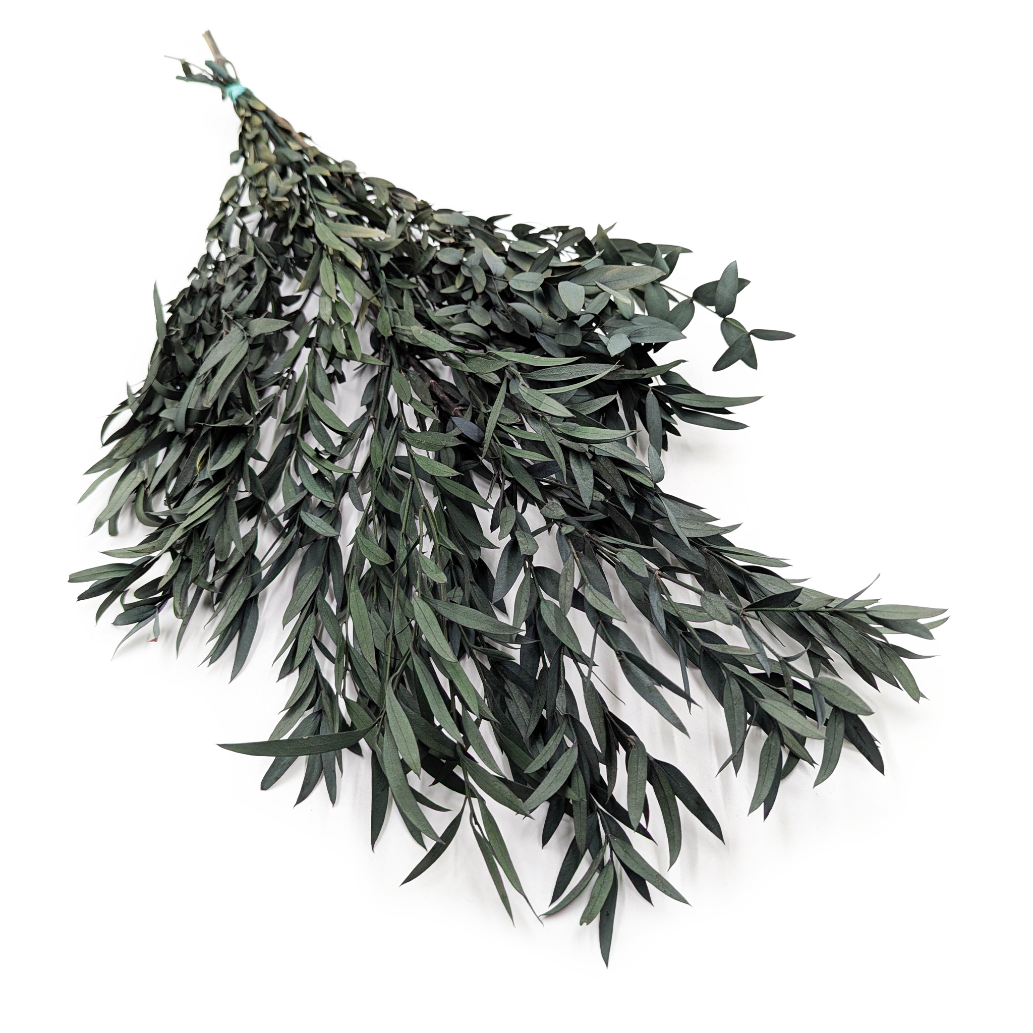 Eucalyptus stabilisé – Nicoly – Vert