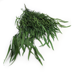 Eucalyptus stabilisé – Willow – Vert