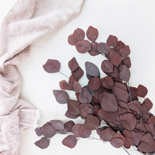 Eukaliptus Populus czerwony 2.png