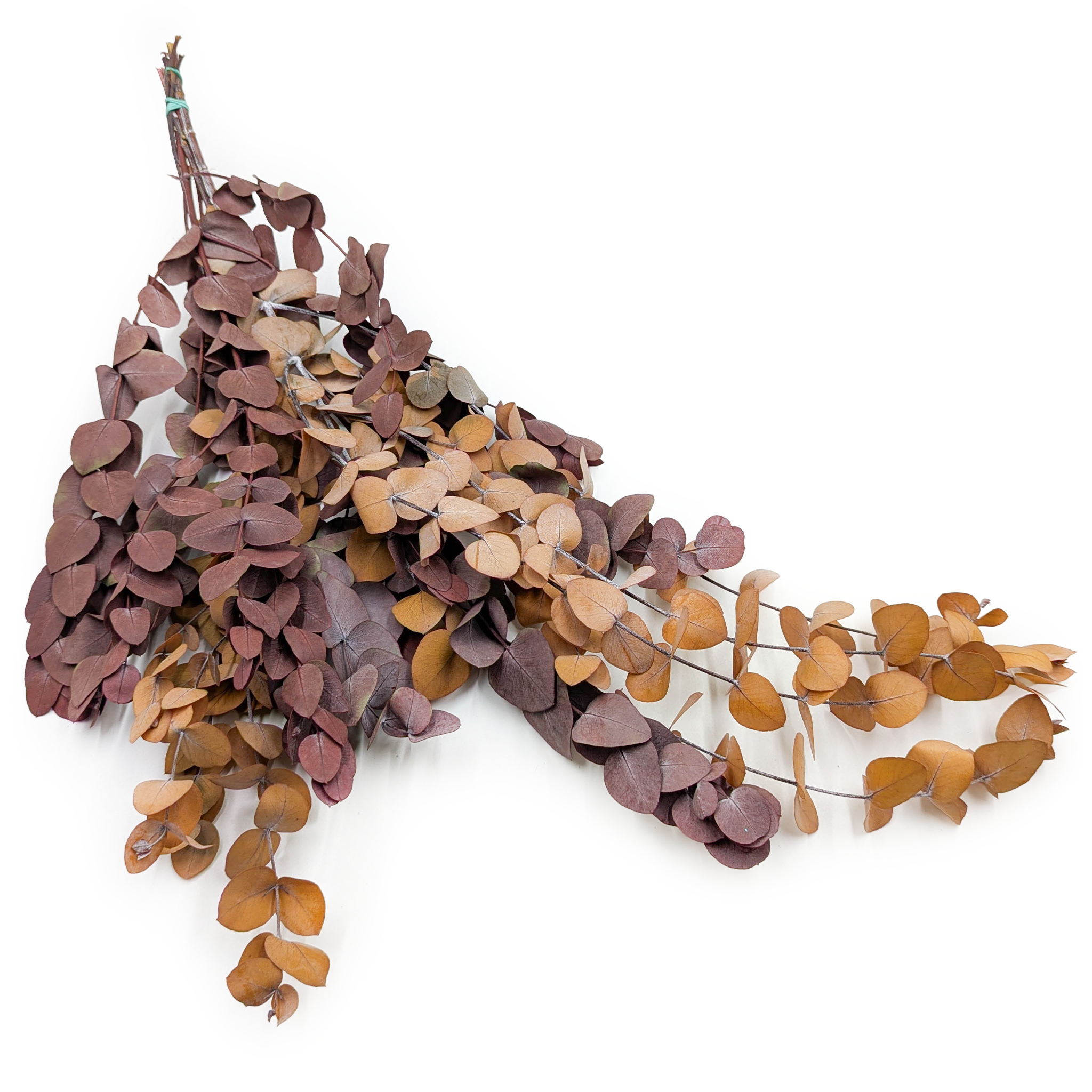 Eucalyptus stabilisé – Espiral – Automne profond