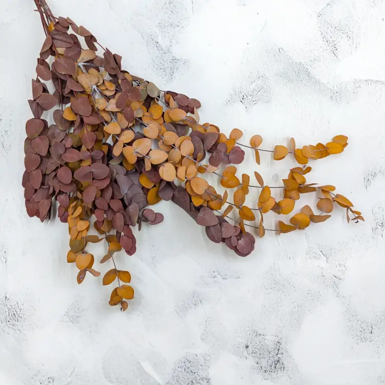 Eukaliptus Espiral jesienny ciemny 1.png