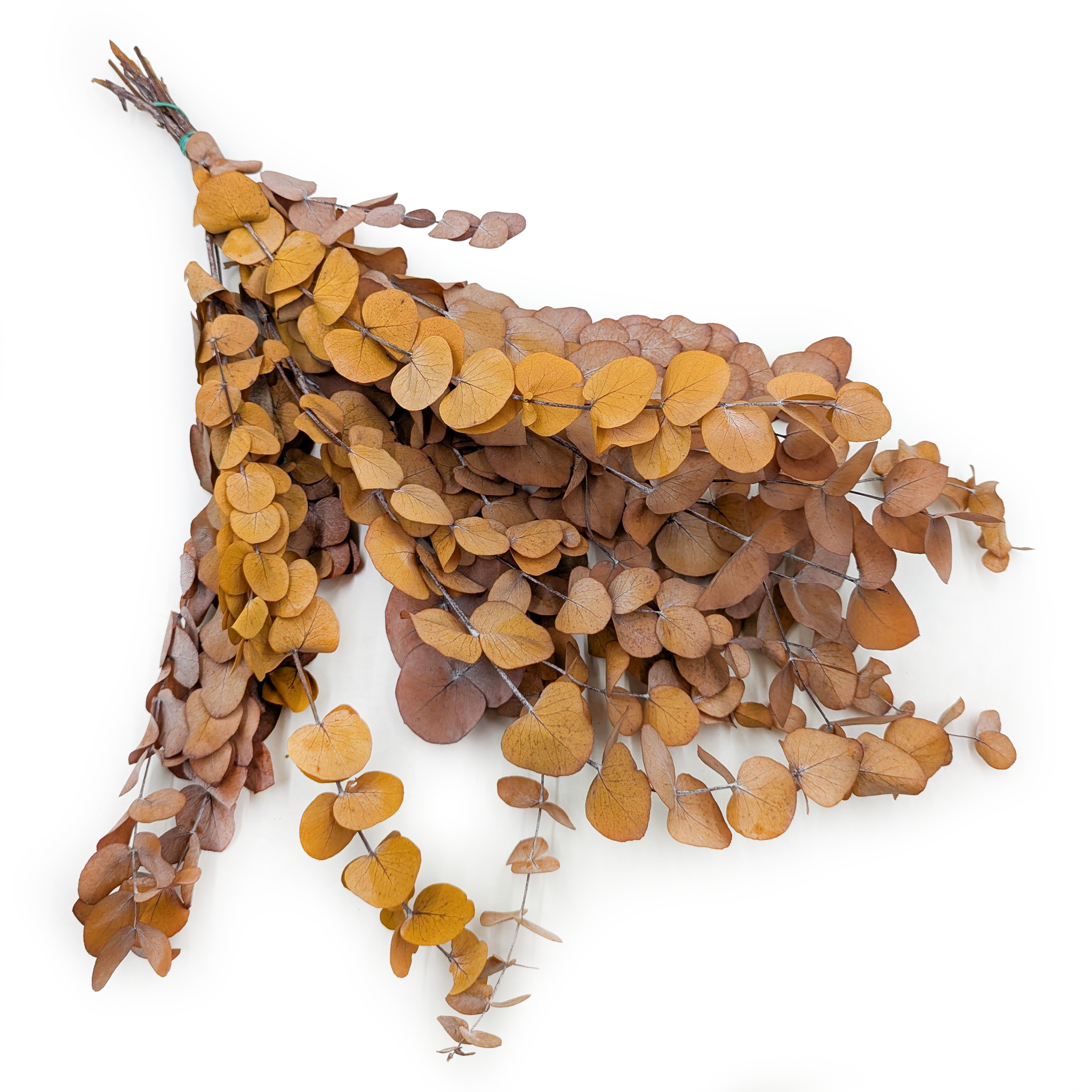 Eucalyptus stabilisé – Espiral – Automne Clair