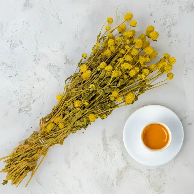 Gomphrena żółta 2.png