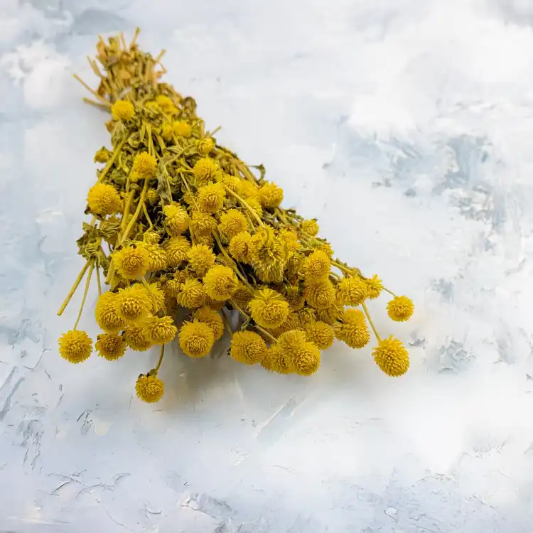 Gomphrena żółta.png