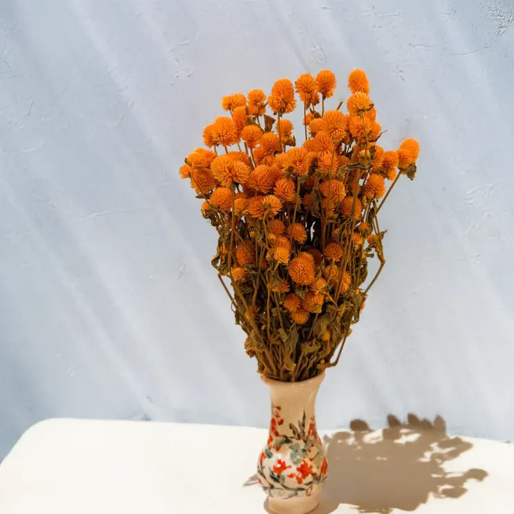 Gomphrena pomarańczowa 3.png